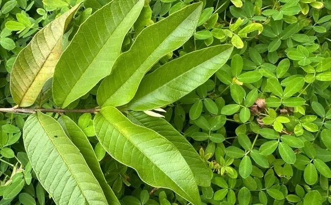 Cách uống nước lá ổi giúp giảm mỡ máu tự nhiên