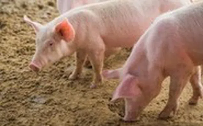 Boehringer Ingelheim giới thiệu giải pháp phòng vệ bệnh hô hấp hiệu quả trong chăn nuôi heo