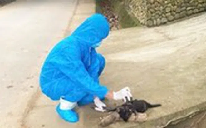 Chó dại cắn 5 người dân ở một xã của Đà Nẵng, lo ngại bùng phát bệnh dại