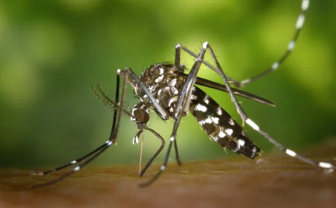 7 điều khác biệt giữa bệnh Chikungunya và sốt xuất huyết