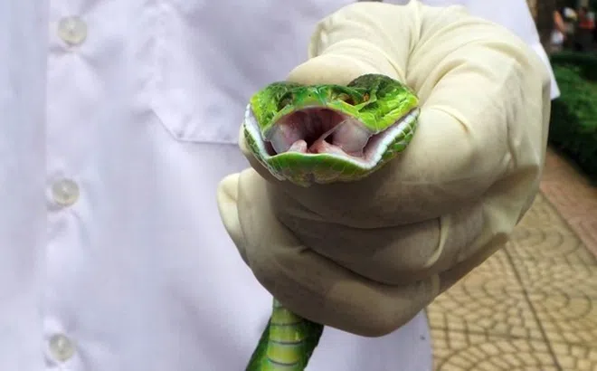 Loài rắn độc phổ biến ở phía Nam gia tăng, nhiều người nhập viện