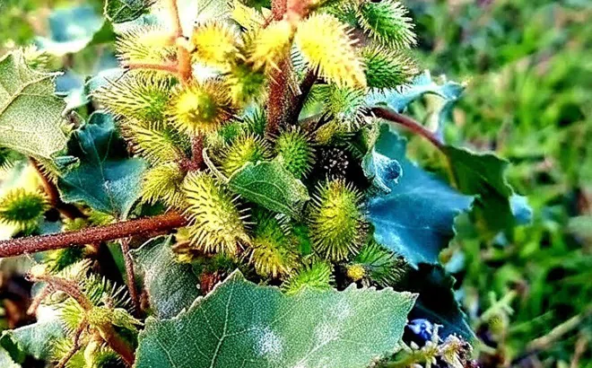 Thuốc quý chữa nhiều bệnh từ cây ké đầu ngựa mọc hoang