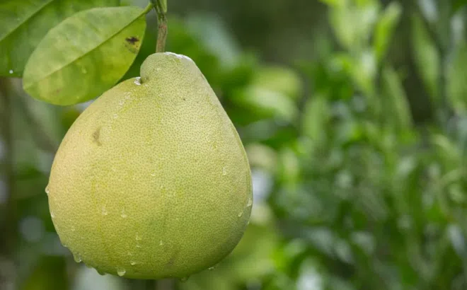 4 nhóm người nên hạn chế ăn bưởi