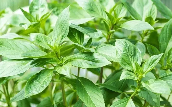 10 lợi ích sức khỏe của húng quế tươi