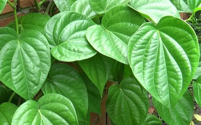 Cách dùng lá trầu không hỗ trợ trị viêm, khử khuẩn, đau nhức xương