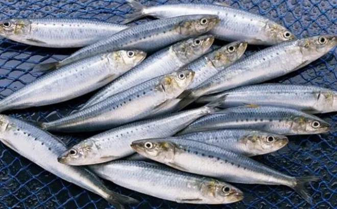 Loại cá được ví như kho dinh dưỡng tự nhiên